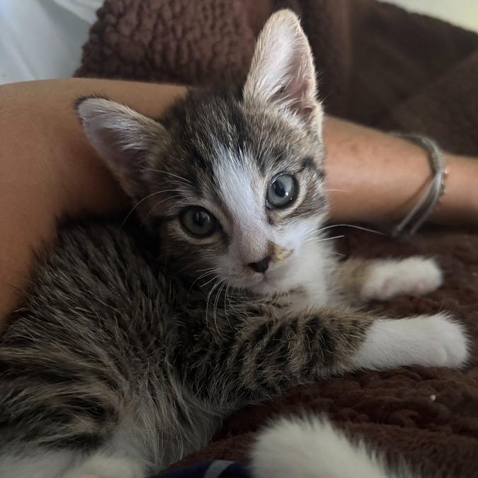 Enlarge Deja, an adopted mixed breed in Concord, NC image 1/2