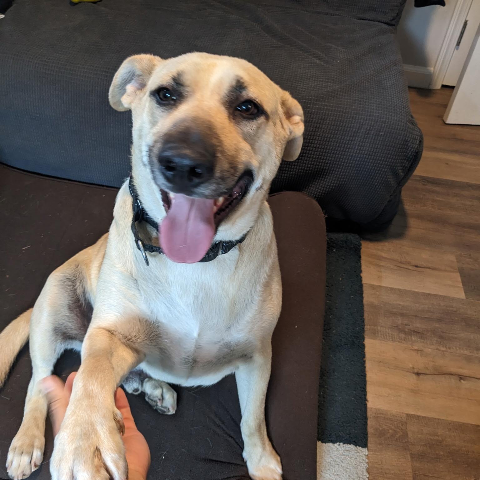 Chief, Adult Male Labrador Retriever