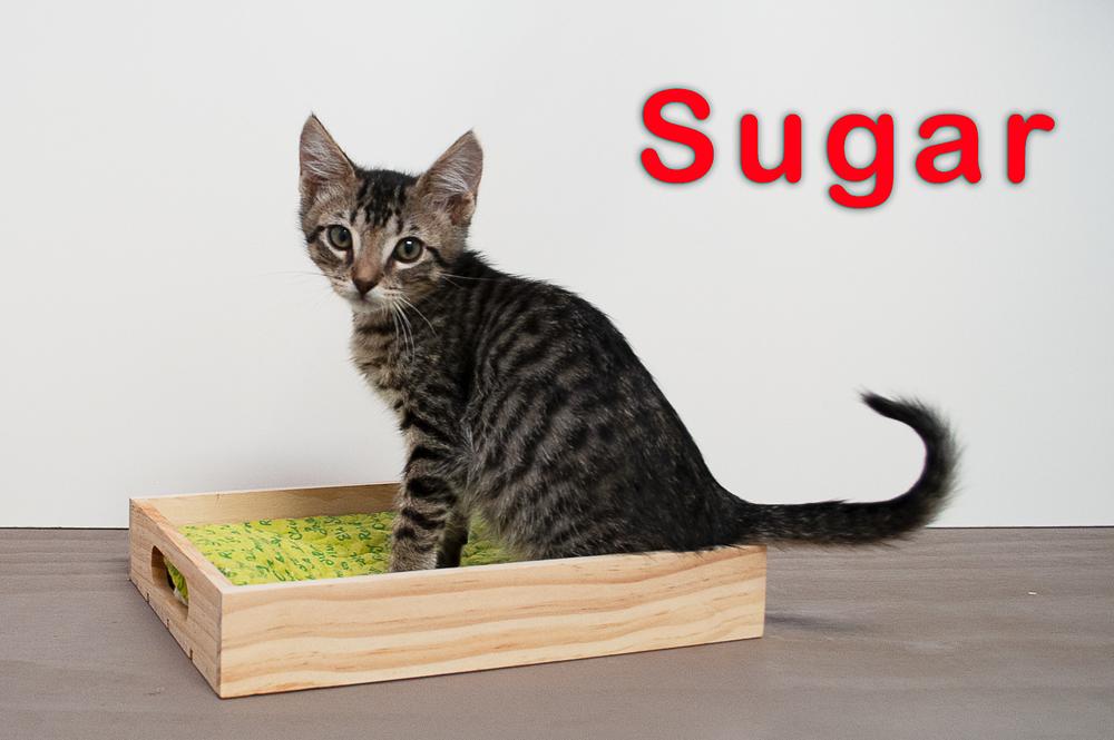 Enlarge SUGAR, a Adopted mixed breed in San Angelo, TX image 1/3