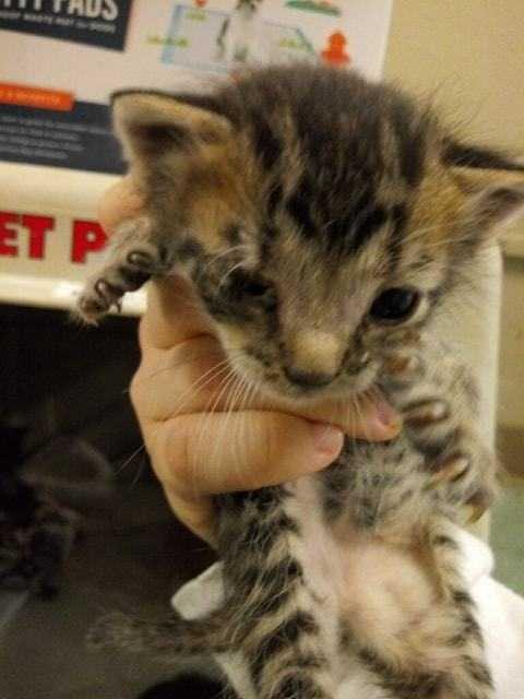 Enlarge SUGAR, a Adopted mixed breed in San Angelo, TX image 2/3