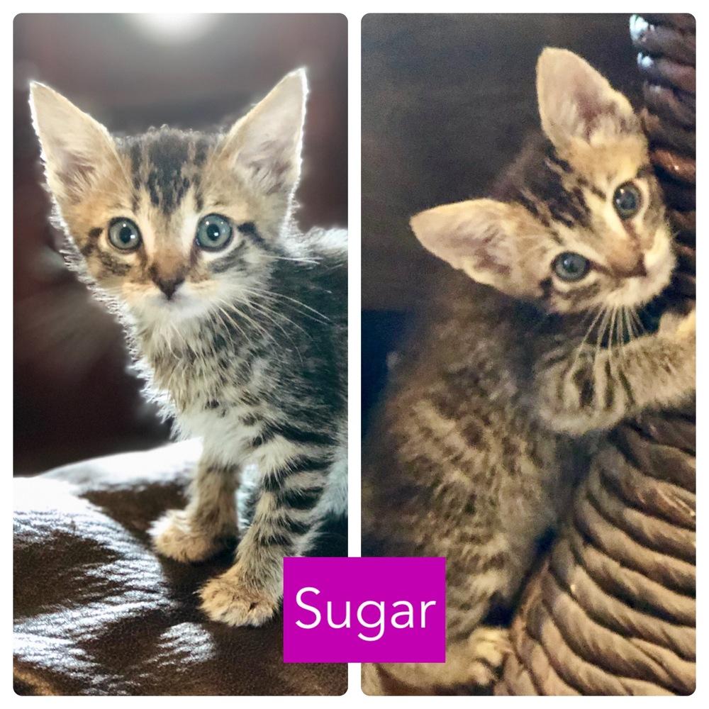 Enlarge SUGAR, a Adopted mixed breed in San Angelo, TX image 3/3