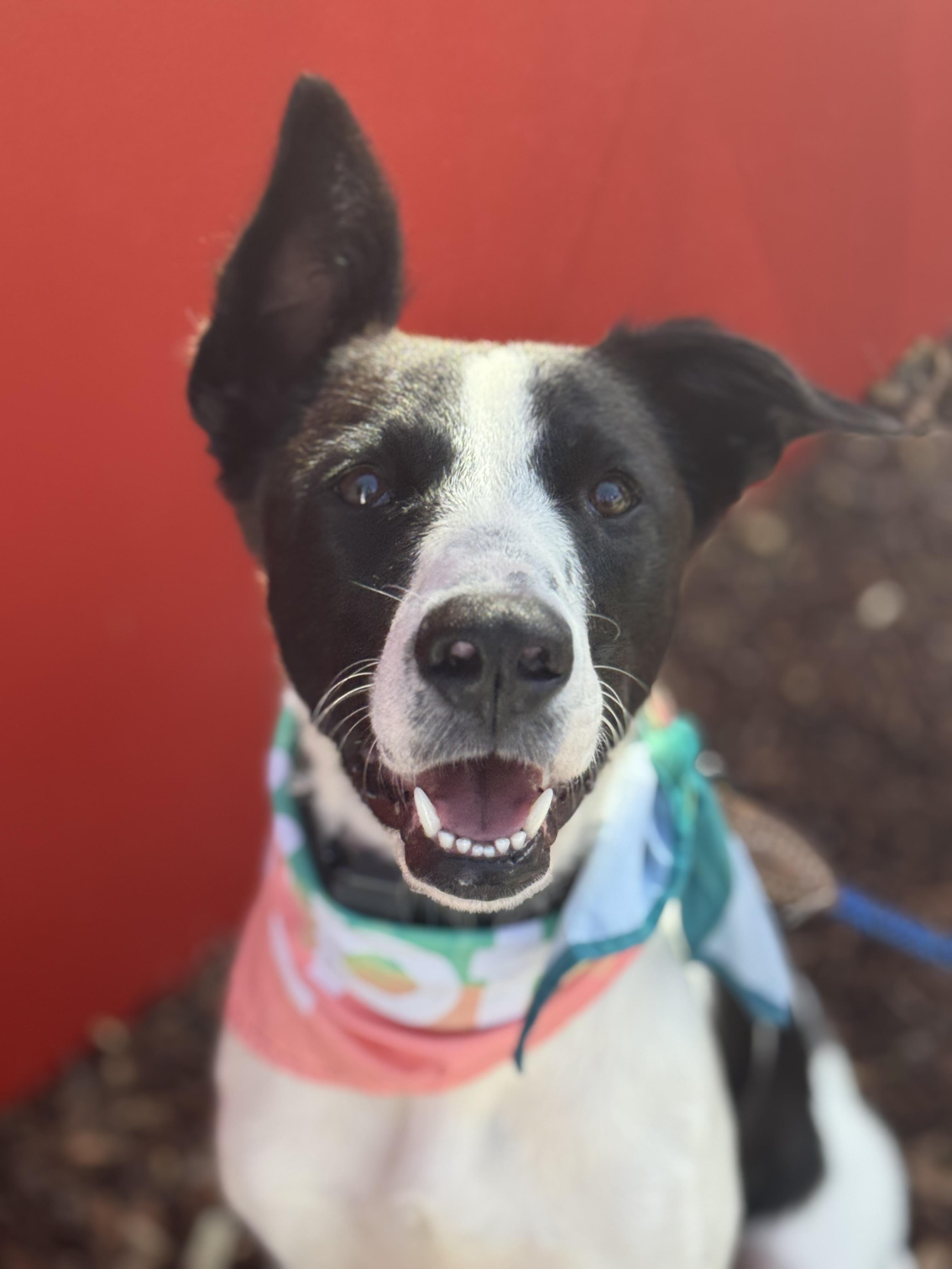 Panda Bear, a Adoptable mixed breed in Torrance, CA image 2/3