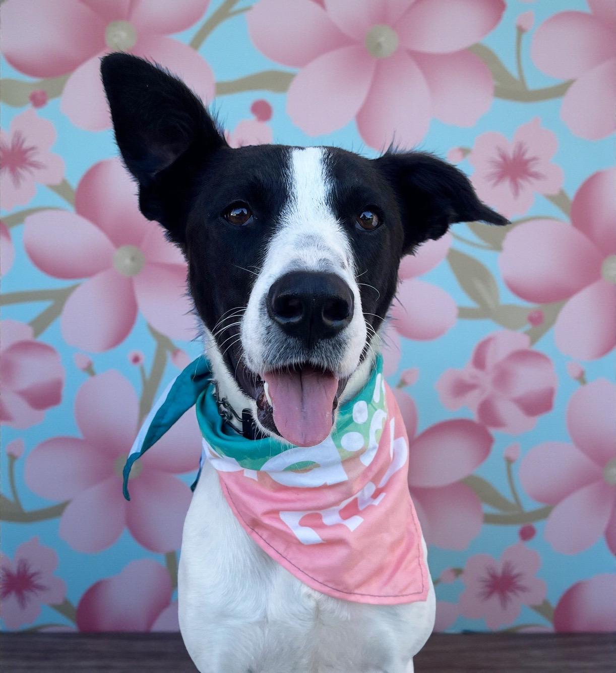 Panda Bear, Adoptable, Young Female Pit Bull Terrier & Labrador Retriever.