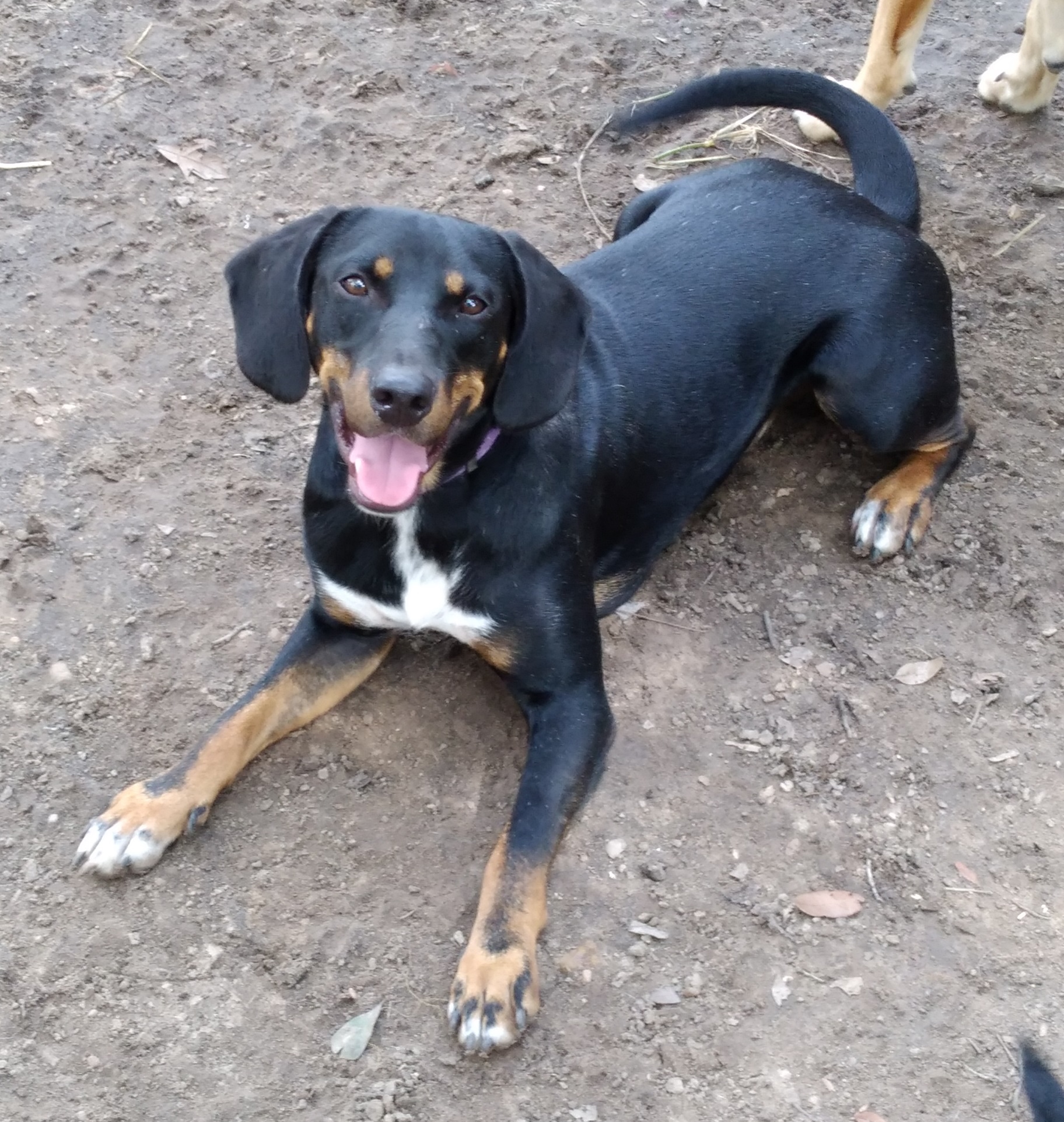 Enlarge Gunner from TEXAS, a Adoptable mixed breed image 1/4