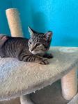 Gravy, Adoptable, Kitten Female Domestic Short Hair.