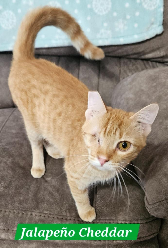 JalapenĚo Cheddar, Adoptable, Kitten Male Domestic Short Hair.