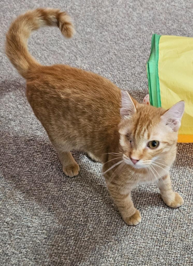 Enlarge Jalapeño Cheddar, a Adoptable mixed breed in Manchester, TN image 2/2