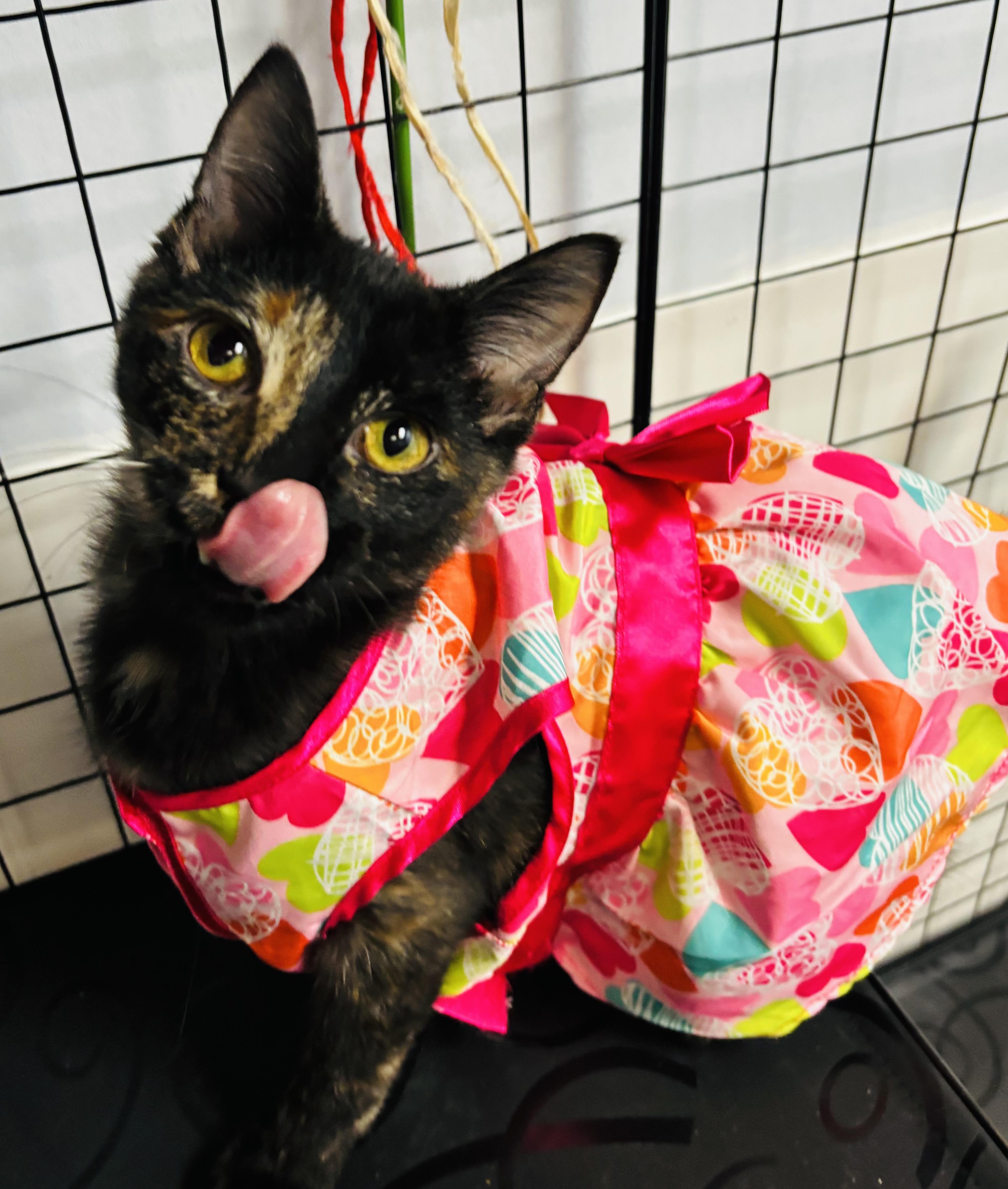 Avery, adopted, Kitten Female Domestic Short Hair.