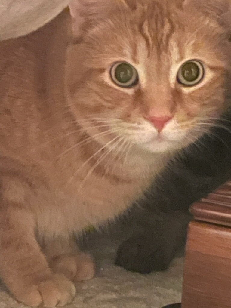 Enlarge OC, a Adoptable Domestic Short Hair in Greensboro, NC image 1/1