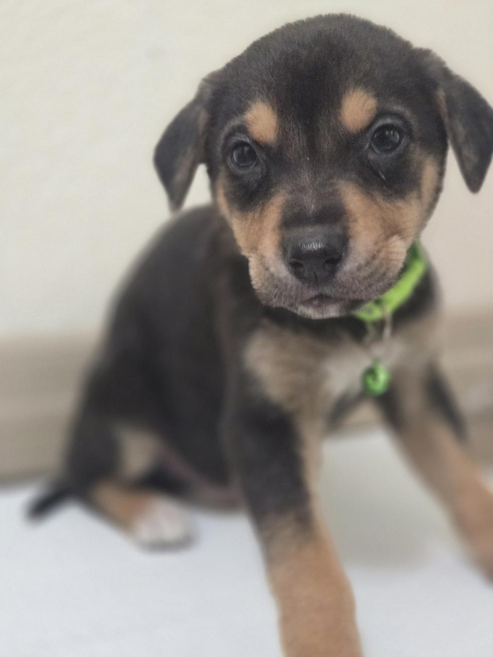 Enlarge Noel, an adoptable mixed breed in Orlando, FL image 4/6