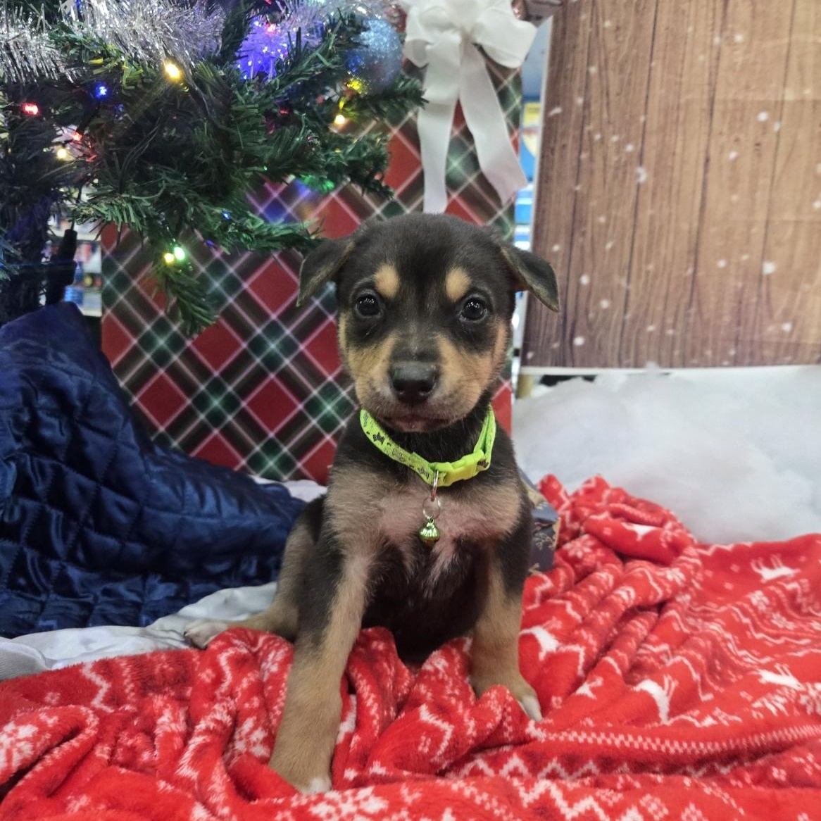 Enlarge Noel, an adoptable mixed breed in Orlando, FL image 1/6