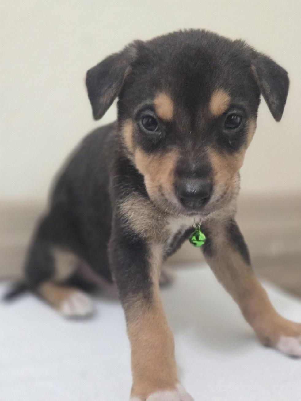 Enlarge Noel, an adoptable mixed breed in Orlando, FL image 5/6