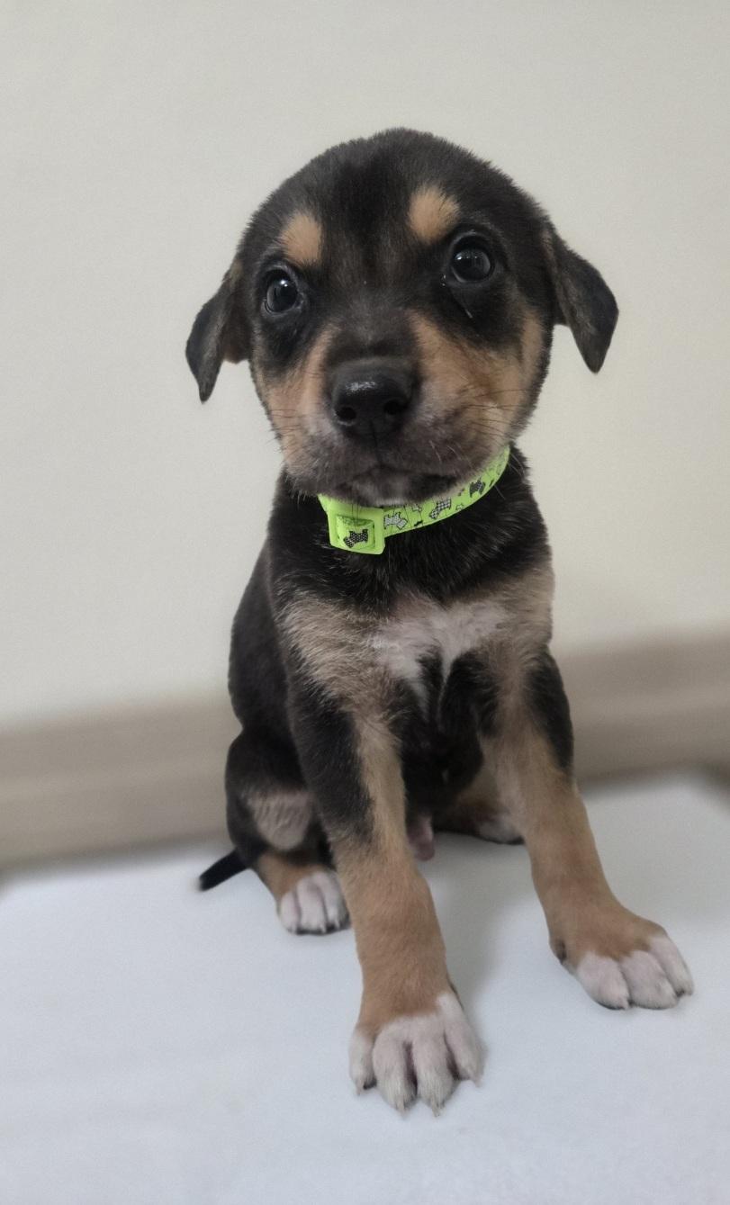 Enlarge Noel, an adoptable mixed breed in Orlando, FL image 3/6