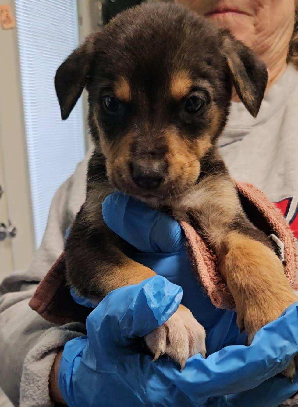 Enlarge Noel, an adoptable mixed breed in Orlando, FL image 6/6