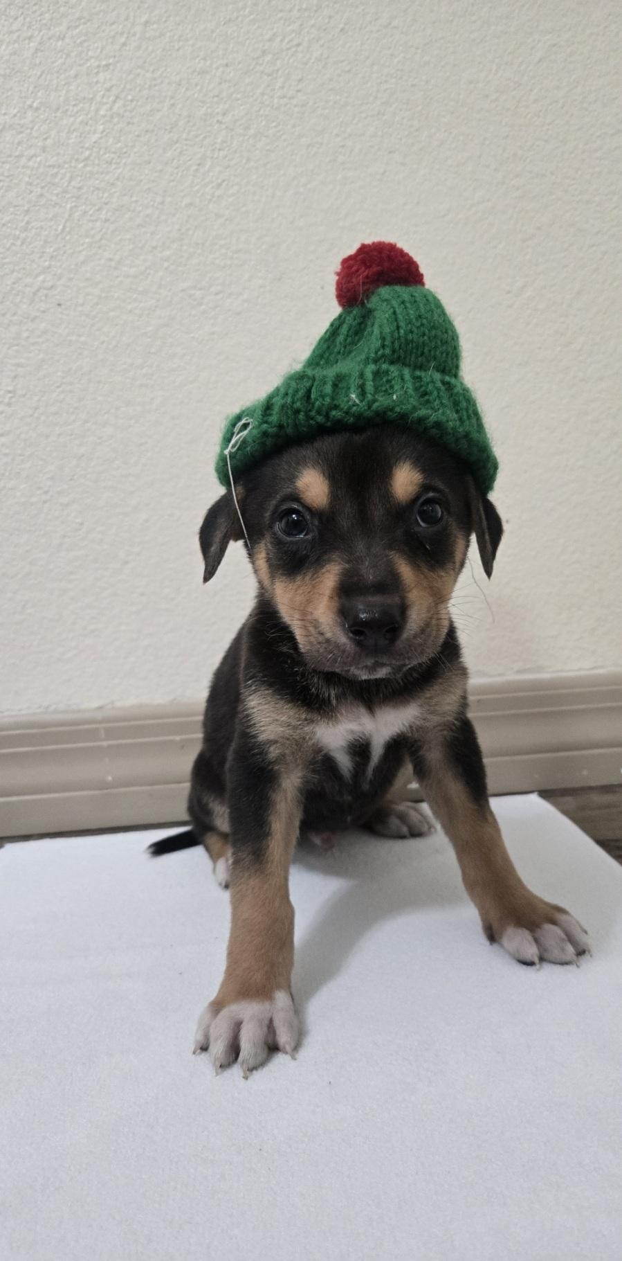 Enlarge Noel, an adoptable mixed breed in Orlando, FL image 2/6