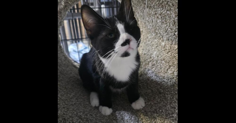 Yosemite, Adoptable, Kitten Female Domestic Short Hair.