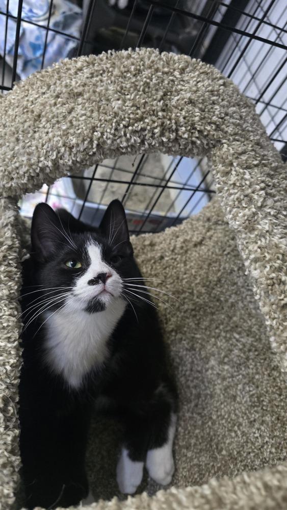 Yosemite, a Adoptable mixed breed in Mishawaka, IN image 2/4