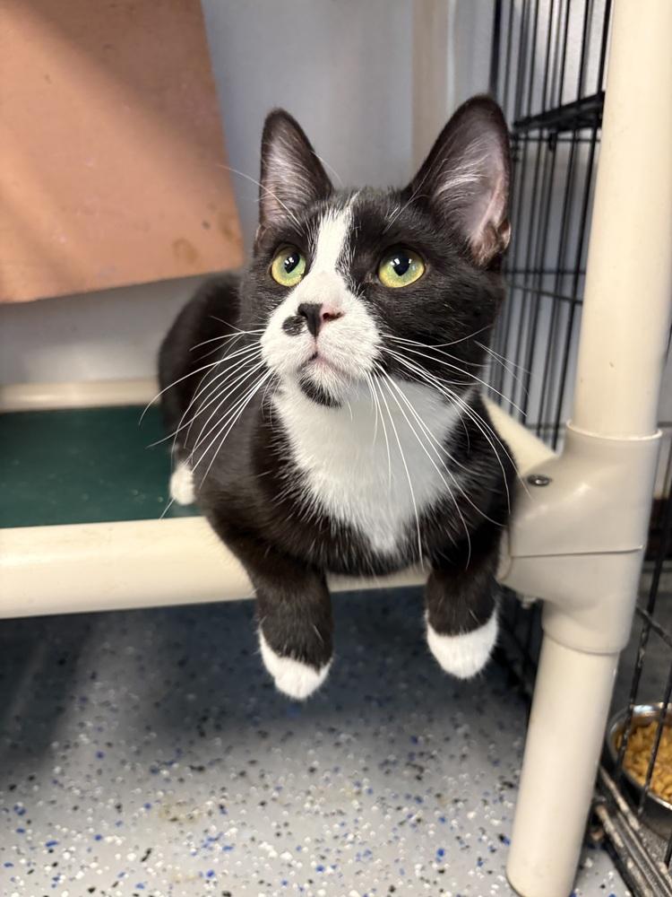 Yosemite, a Adoptable mixed breed in Mishawaka, IN image 3/4