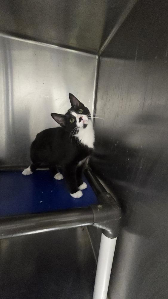 Yosemite, a Adoptable mixed breed in Mishawaka, IN image 4/4