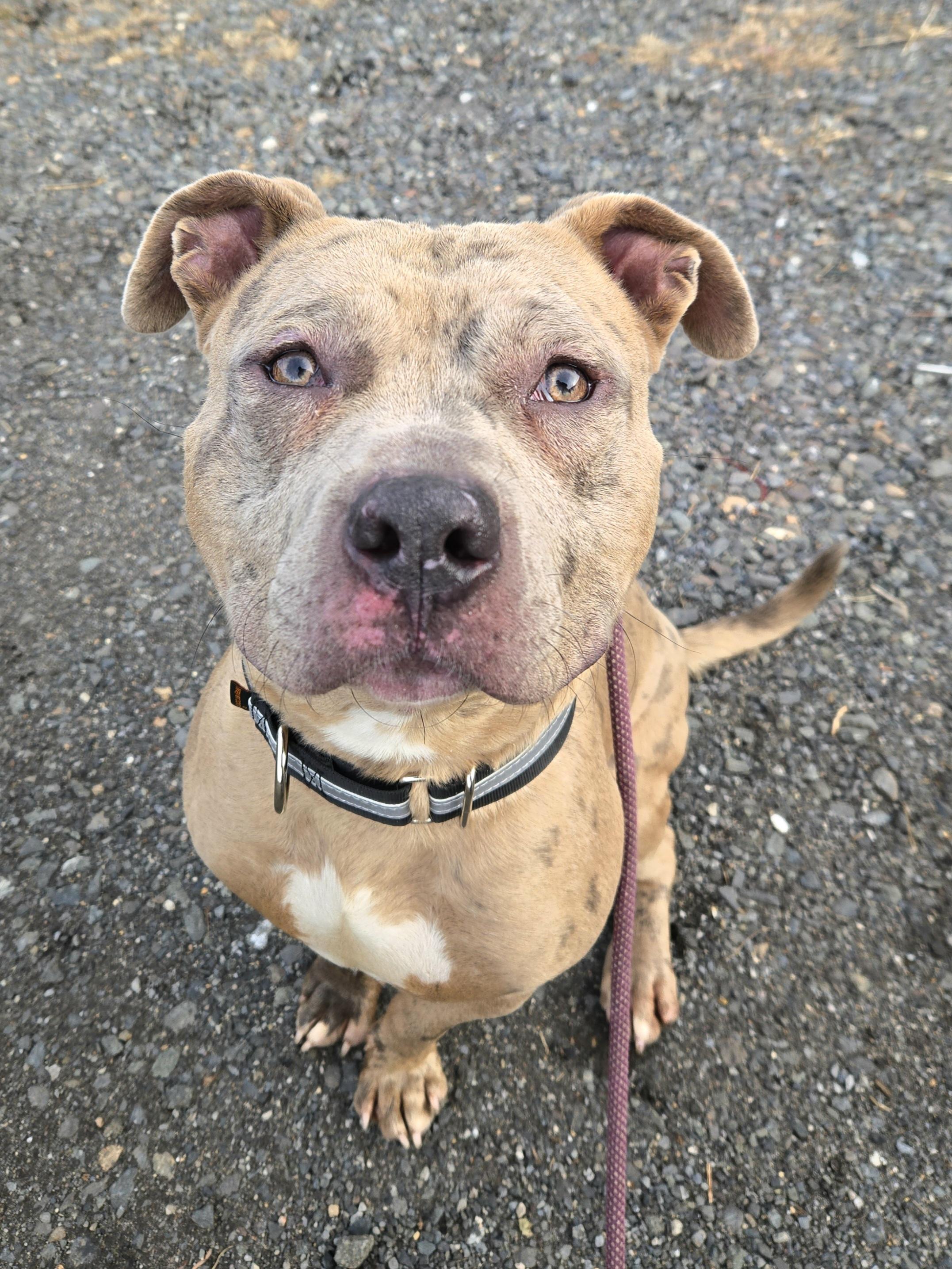 Enlarge Blue 17, a ADOPTABLE Pit Bull Terrier in Trenton, NJ image 3/4