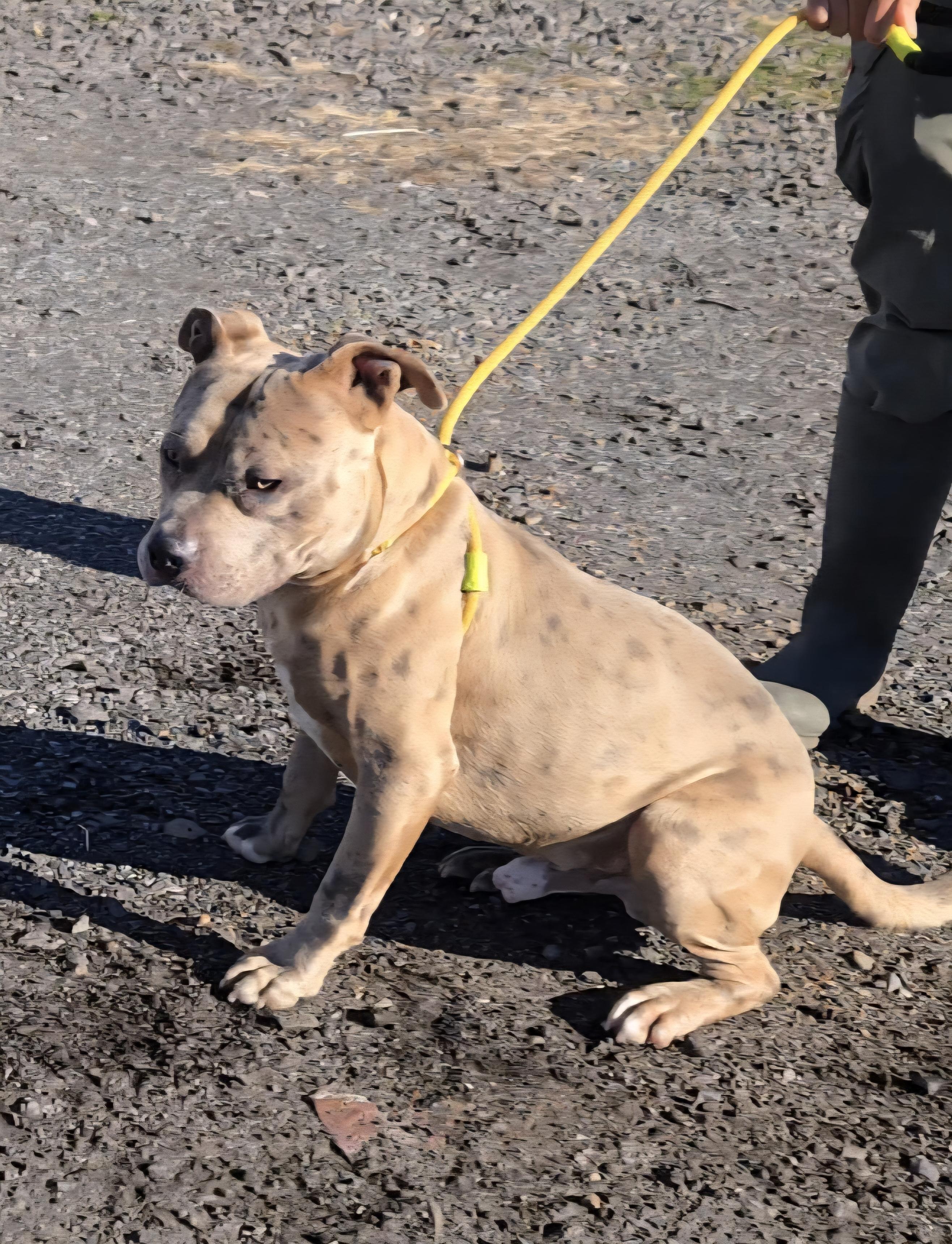Blue 17, ADOPTABLE, Adult Male Pit Bull Terrier.