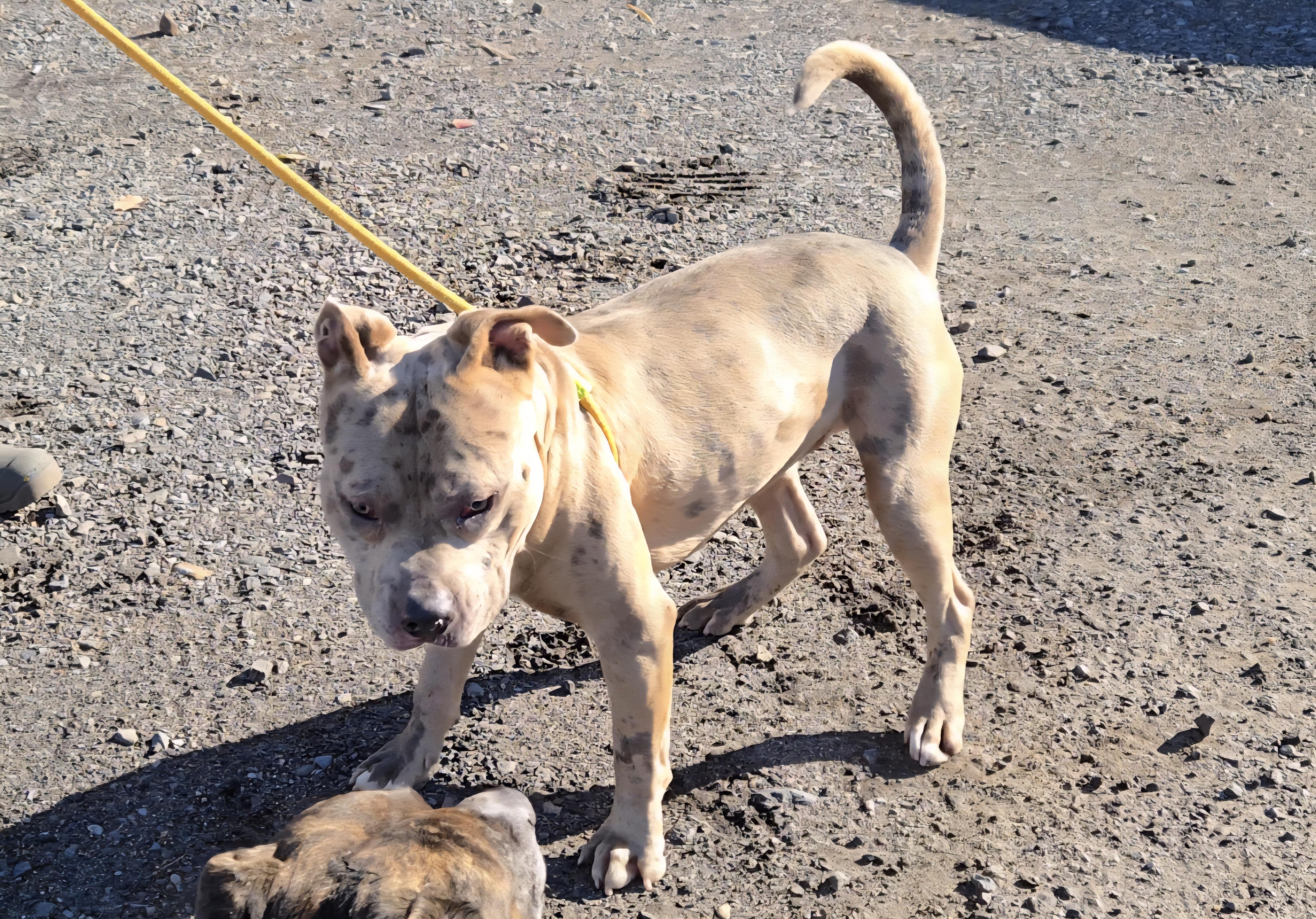 Enlarge Blue 17, a ADOPTABLE Pit Bull Terrier in Trenton, NJ image 2/4