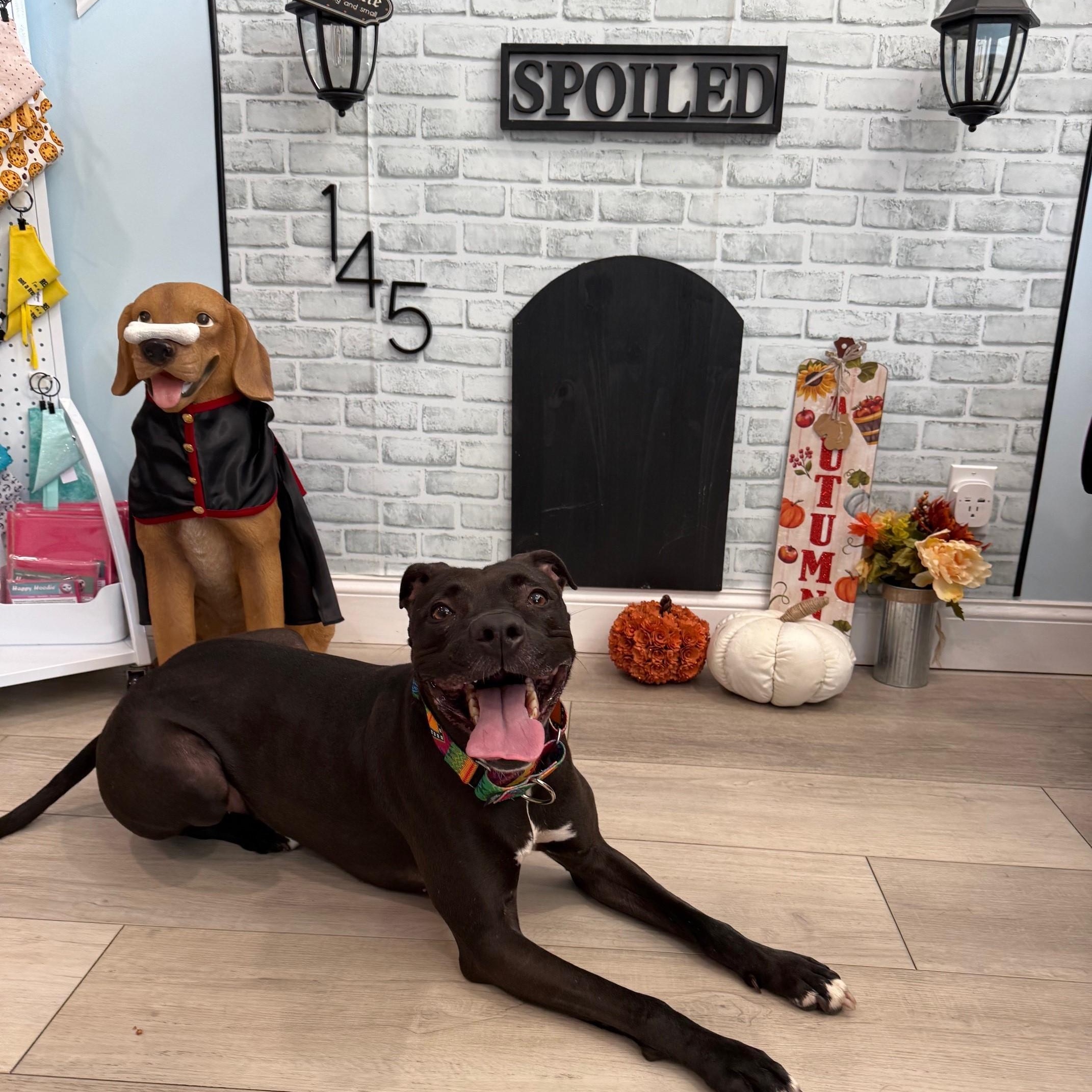 Luna, a Adoptable Mixed Breed in Brookhaven, NY image 1/5