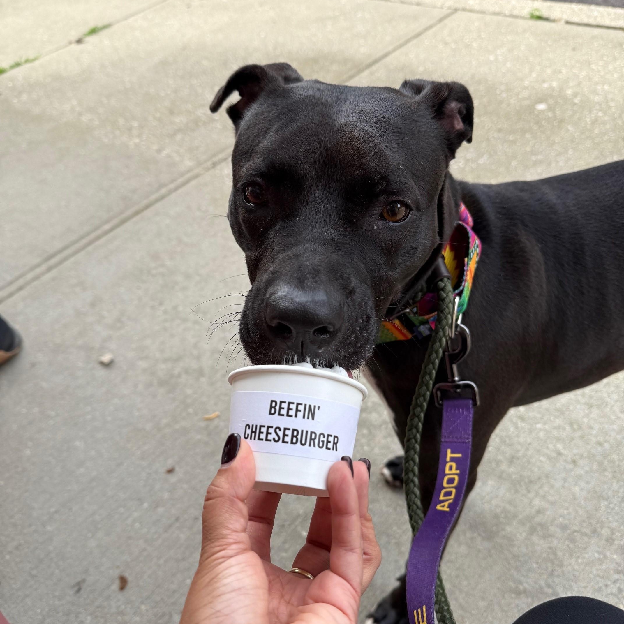 Luna, a Adoptable Mixed Breed in Brookhaven, NY image 2/5