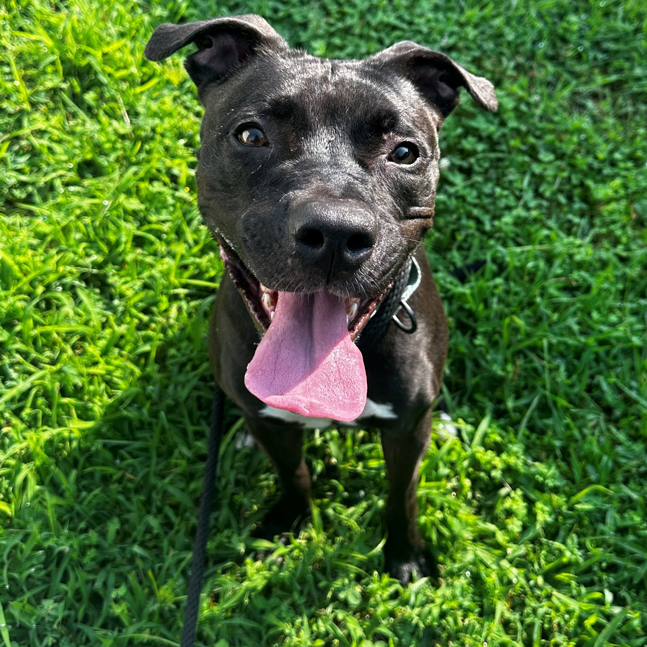 Luna, Young Female Mixed Breed