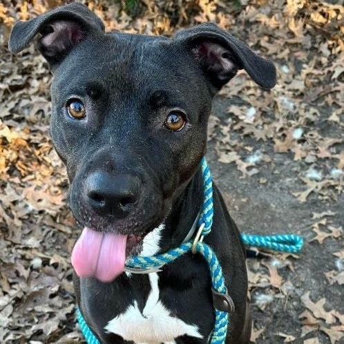 Luna, a Adoptable Mixed Breed in Brookhaven, NY image 5/5