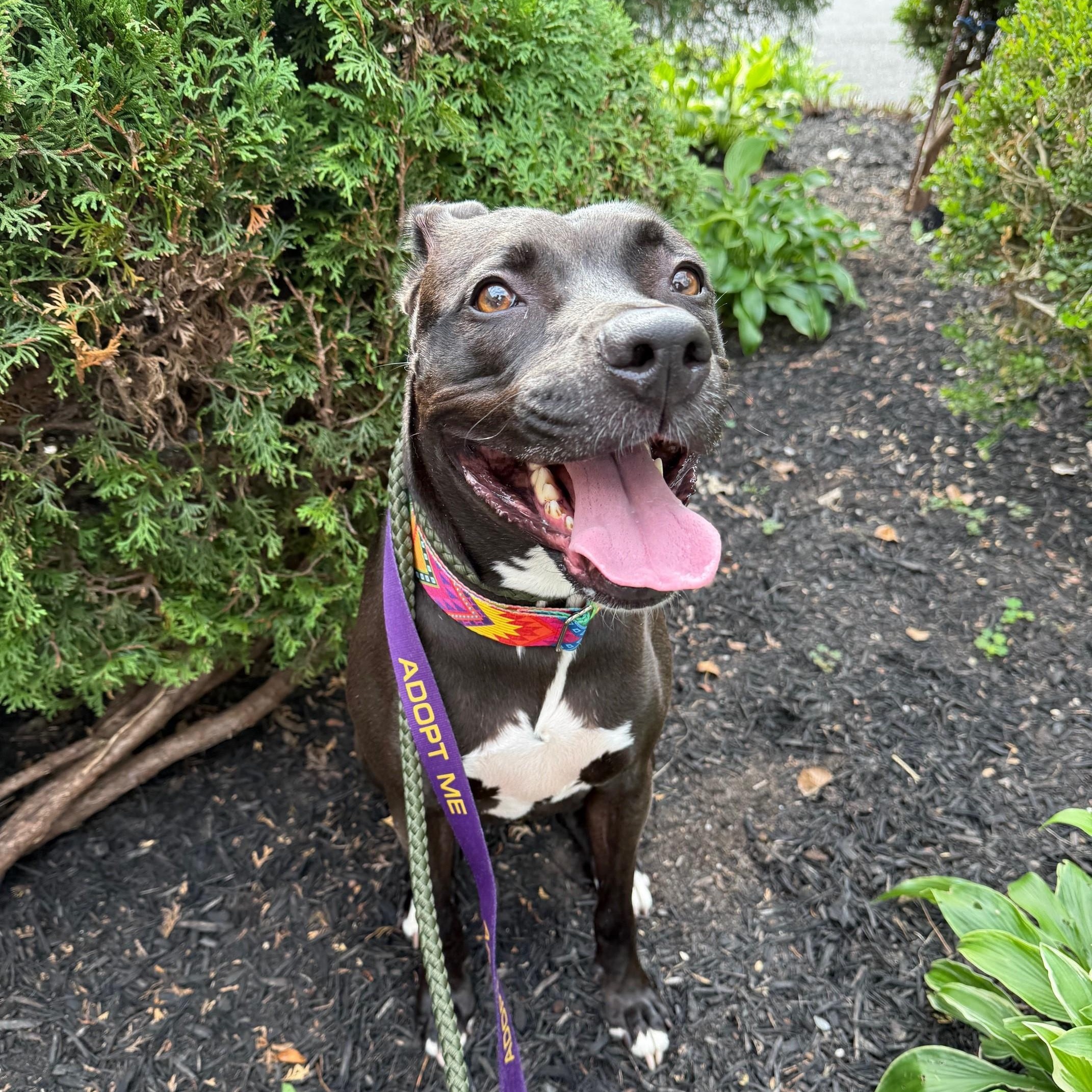 Luna, a Adoptable Mixed Breed in Brookhaven, NY image 4/5