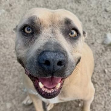 Enlarge Dorothy, a Adoptable Mixed Breed in Wilsall, MT image 1/1