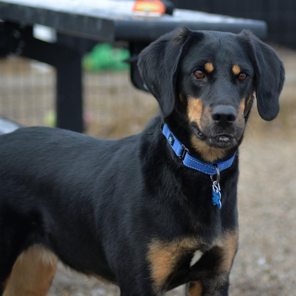 Kia, Adoptable, Adult Female Coonhound & Shepherd.