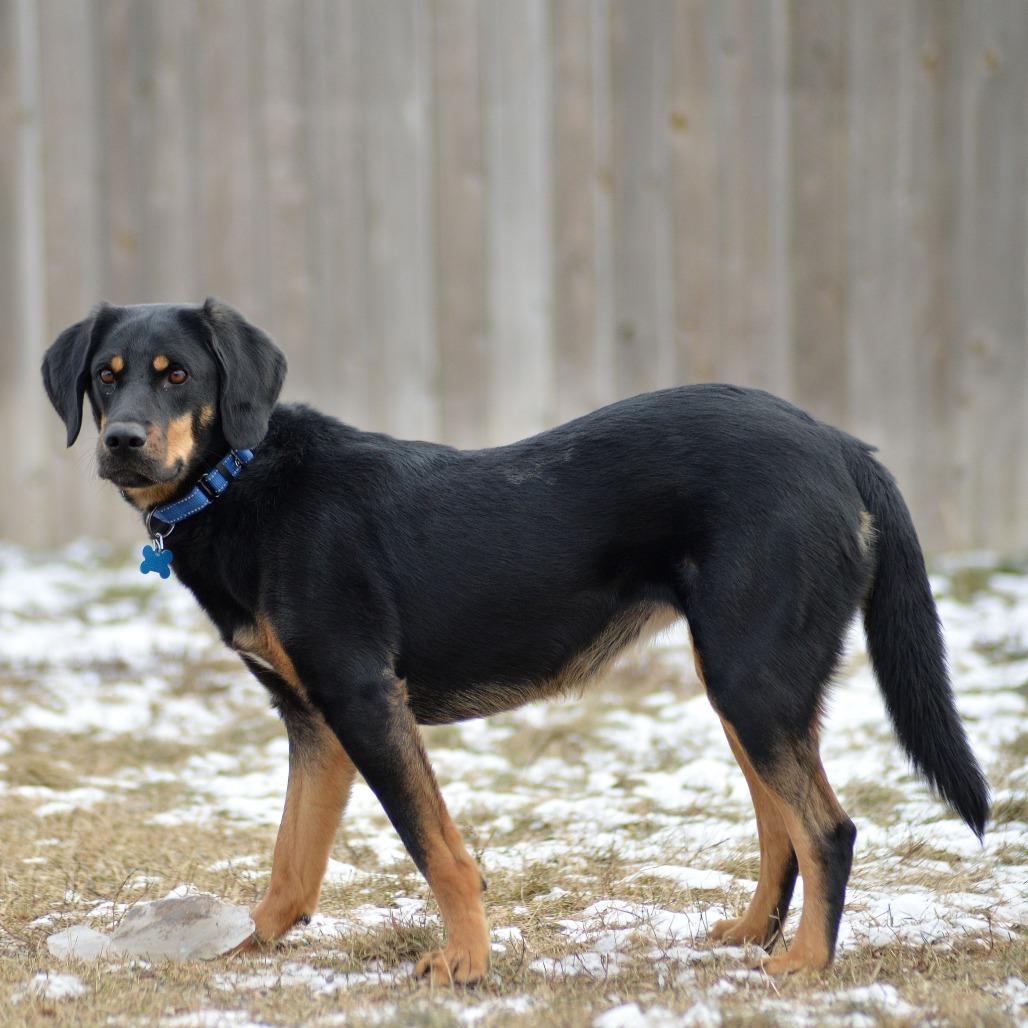 Enlarge Kia, a Adoptable mixed breed in West Des Moines, IA image 2/6