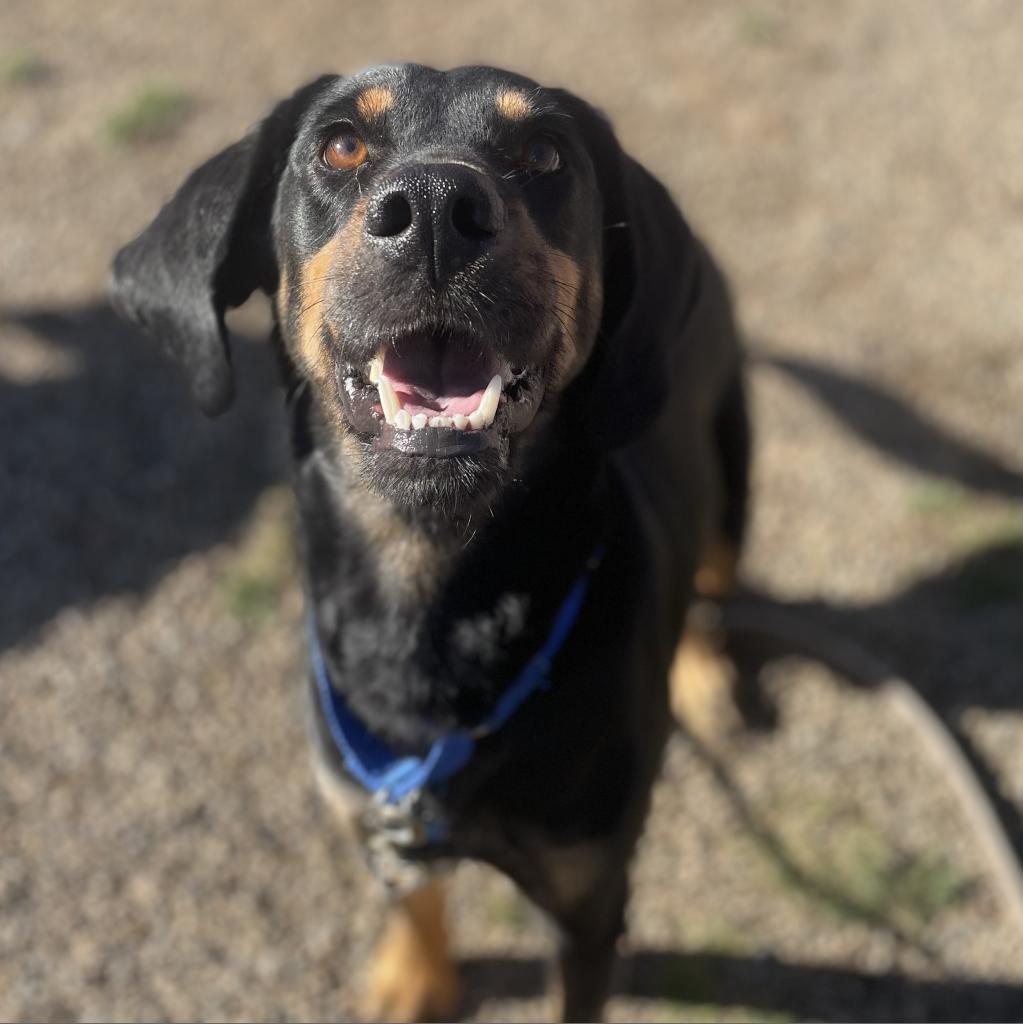 Enlarge Kia, a Adoptable mixed breed in West Des Moines, IA image 3/6