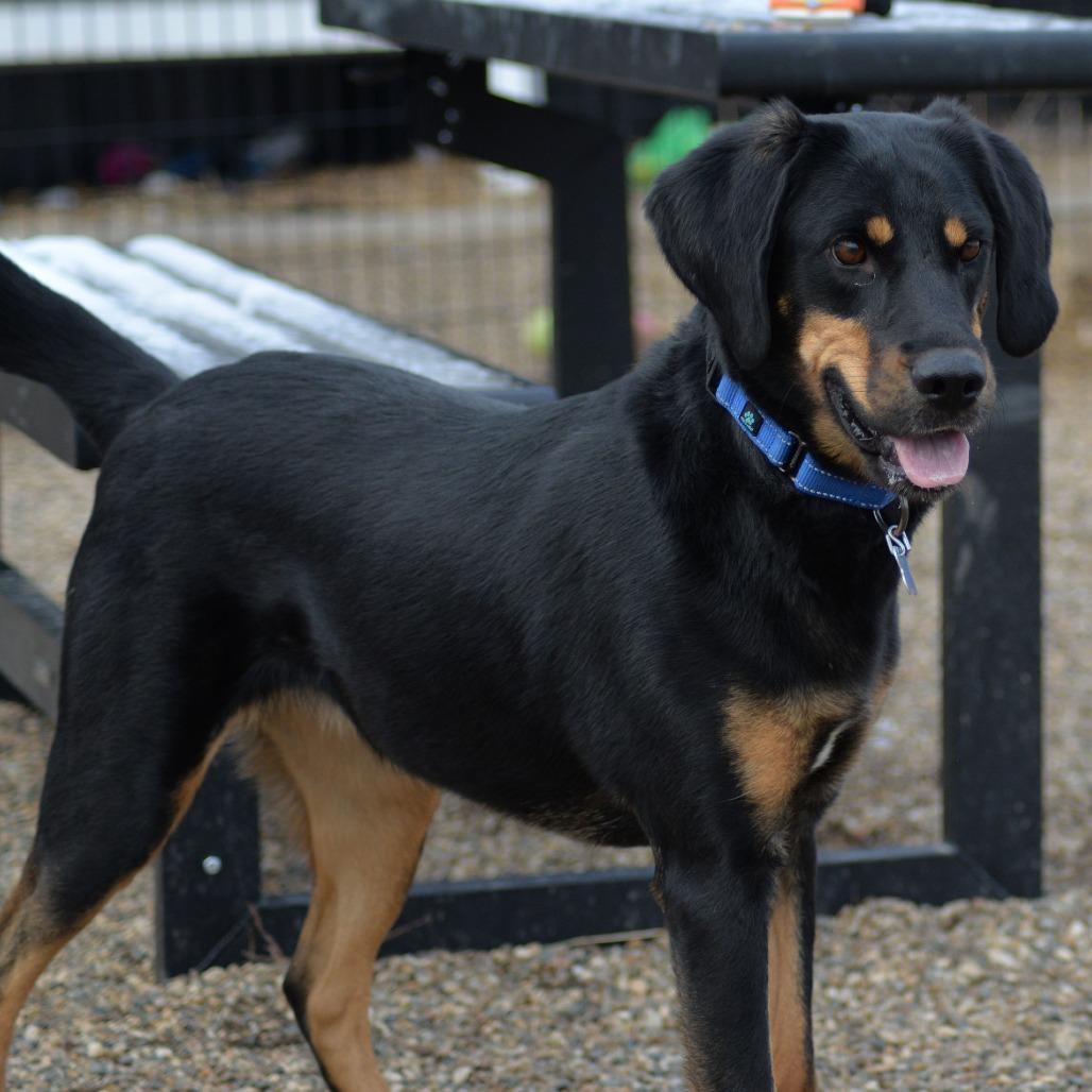 Enlarge Kia, a Adoptable mixed breed in West Des Moines, IA image 4/6