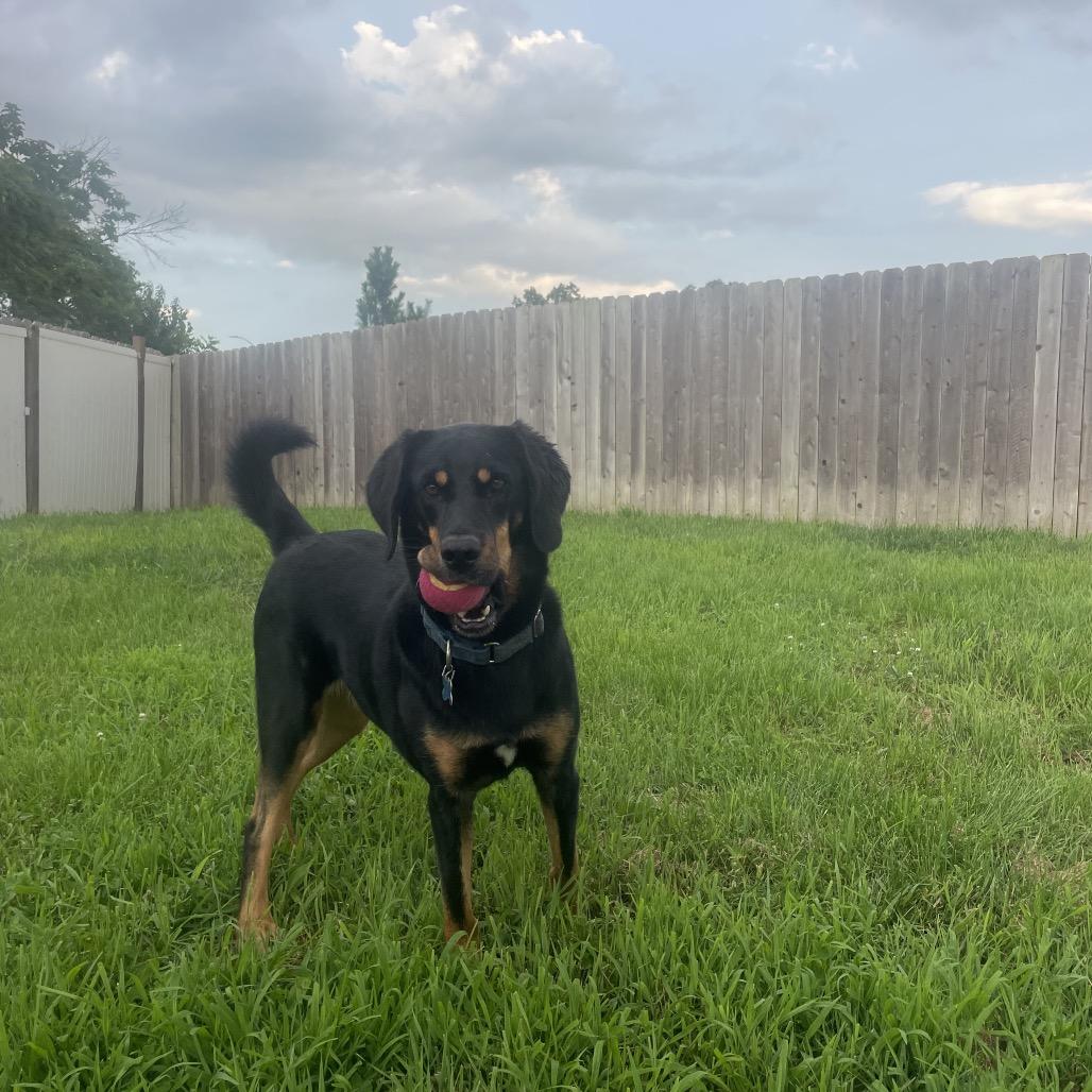 Enlarge Kia, a Adoptable mixed breed in West Des Moines, IA image 5/6