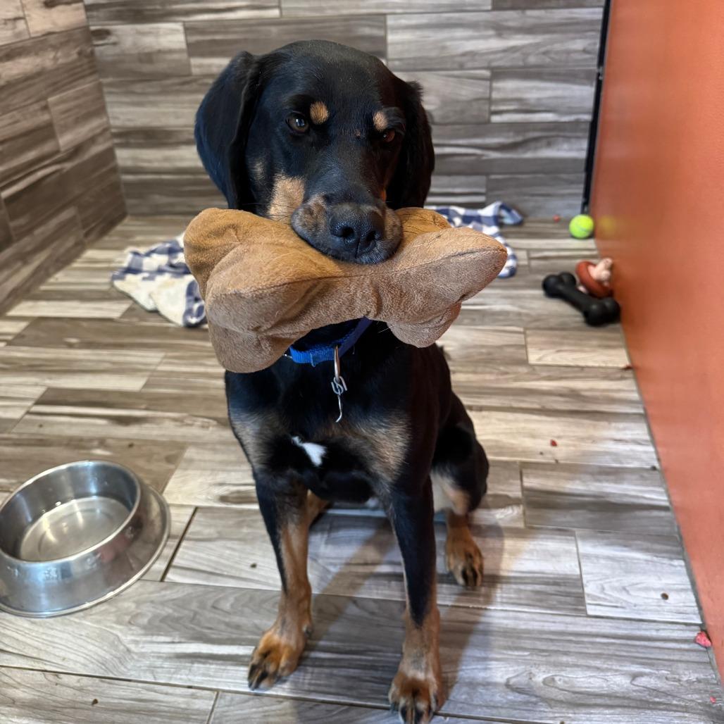 Enlarge Kia, a Adoptable mixed breed in West Des Moines, IA image 6/6