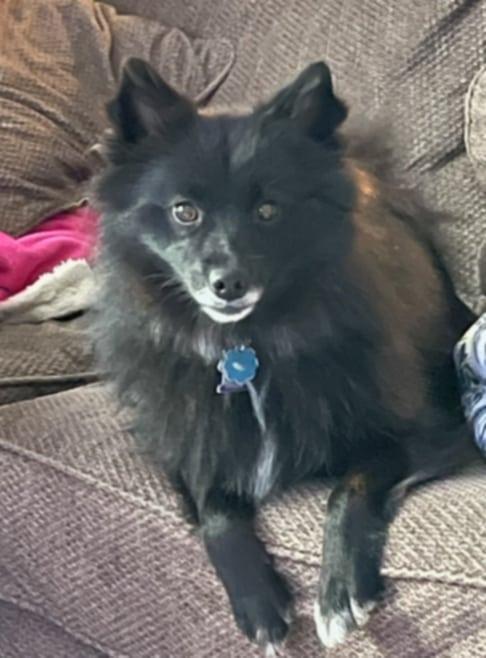 Luna- Foster Needed
