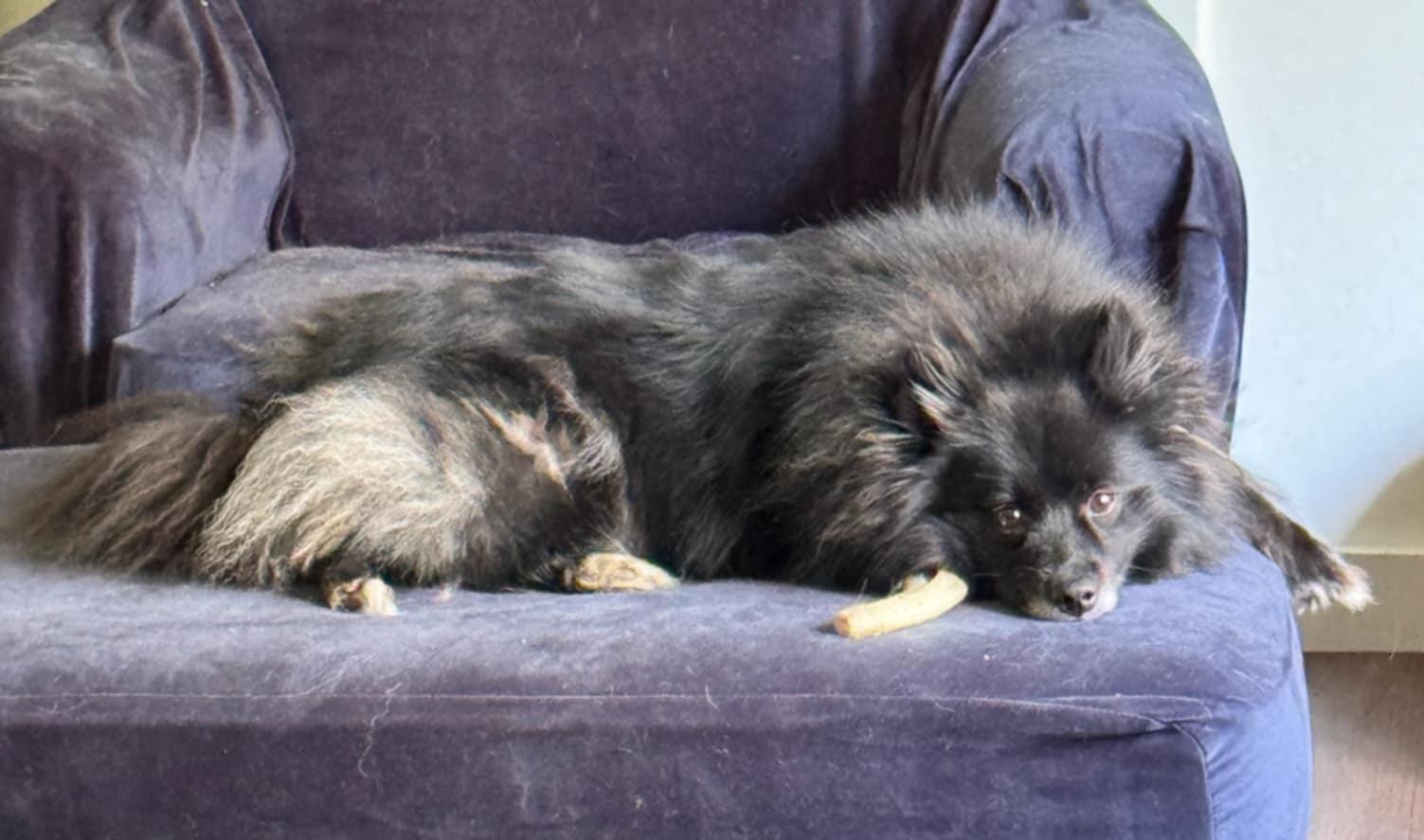 Luna- Foster Needed