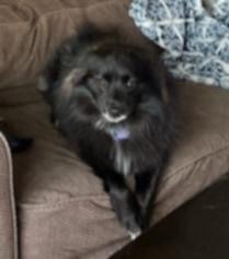 Luna- Foster Needed