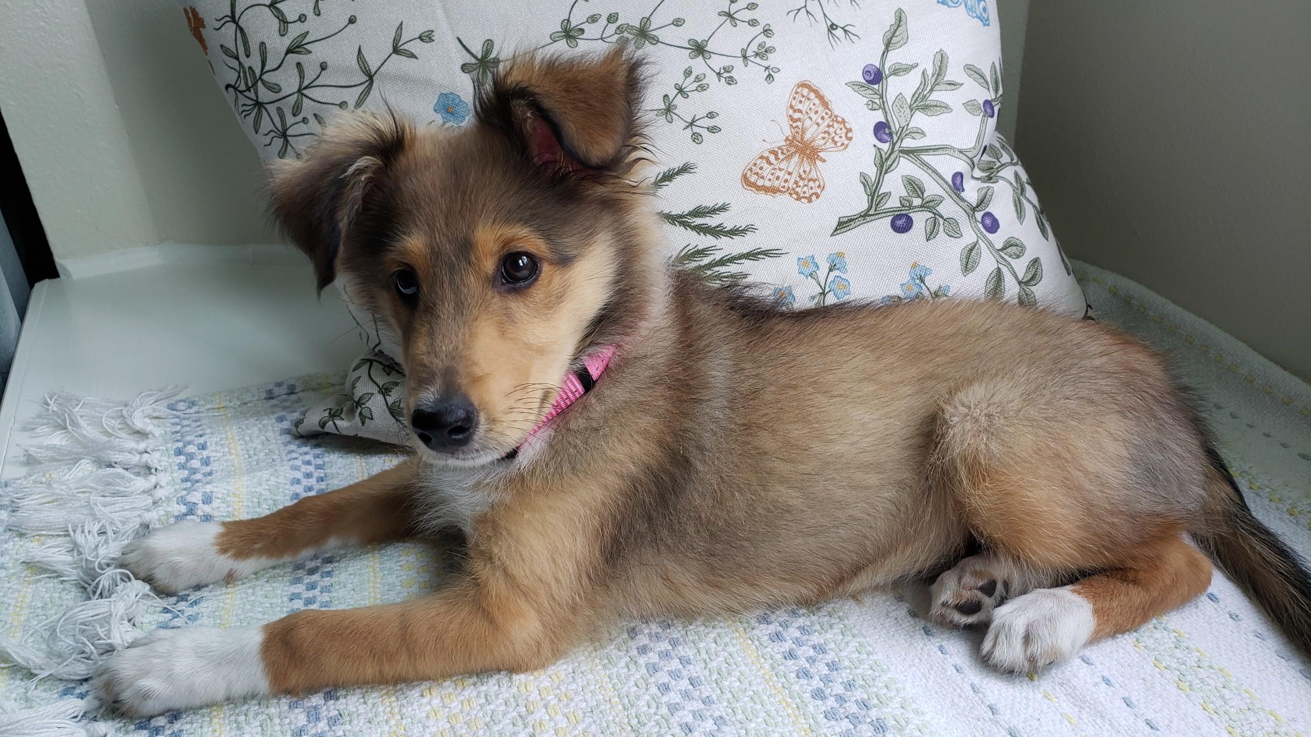 Enlarge Pearl, a Adopted Shetland Sheepdog / Sheltie in Palm Bay, FL image 1/4