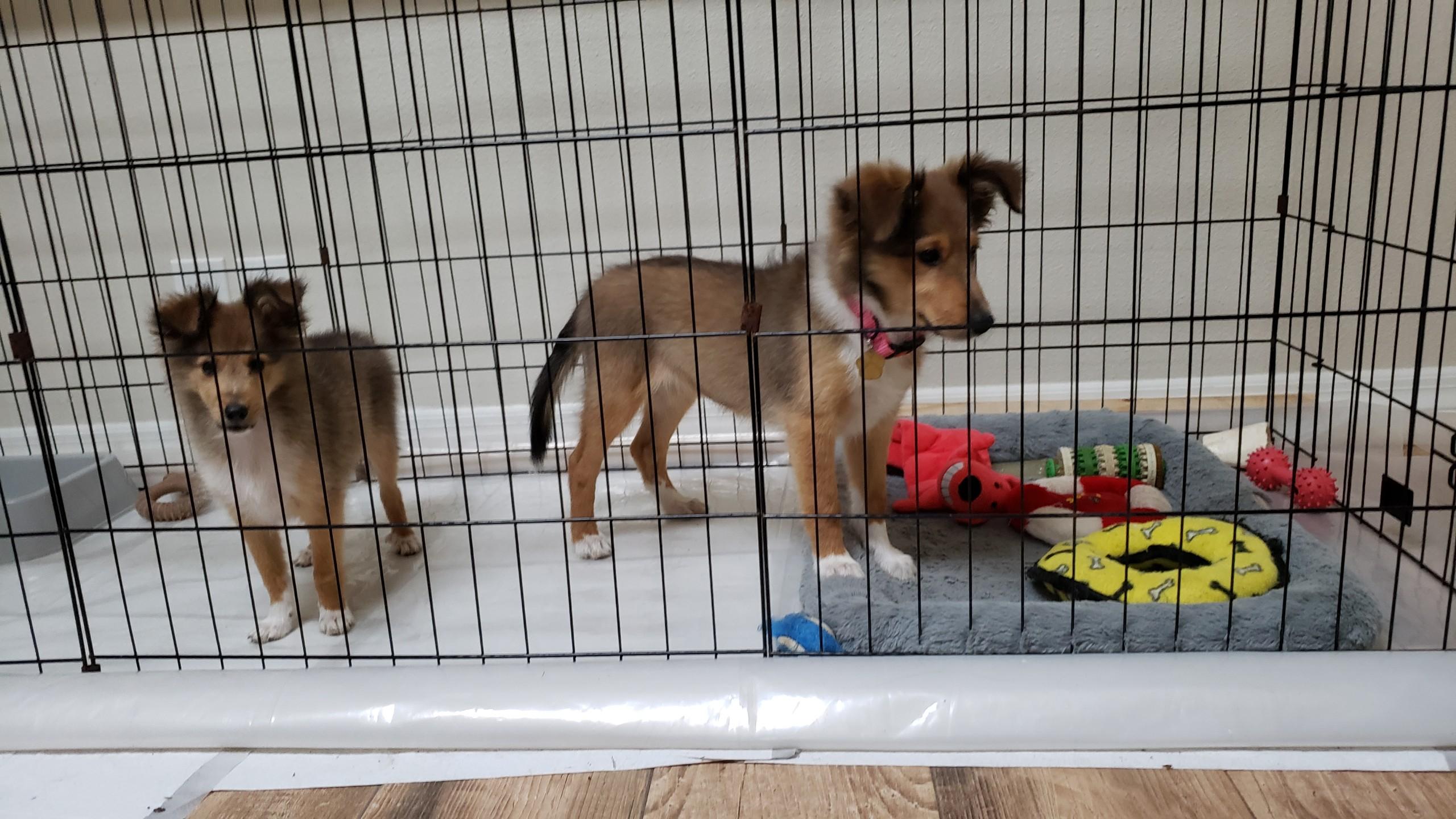 Enlarge Pearl, a Adopted Shetland Sheepdog / Sheltie in Palm Bay, FL image 2/4