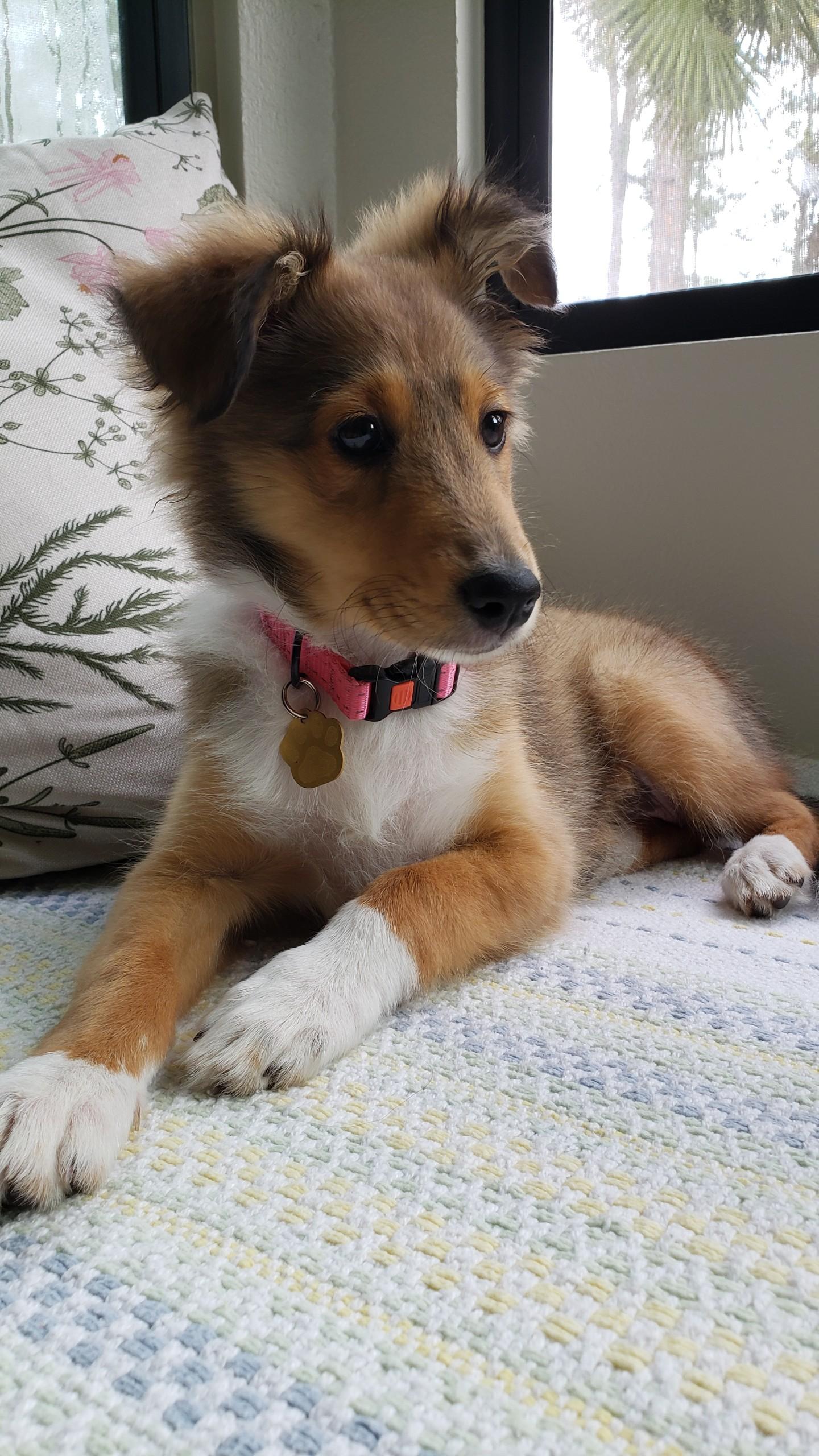 Enlarge Pearl, a Adopted Shetland Sheepdog / Sheltie in Palm Bay, FL image 3/4