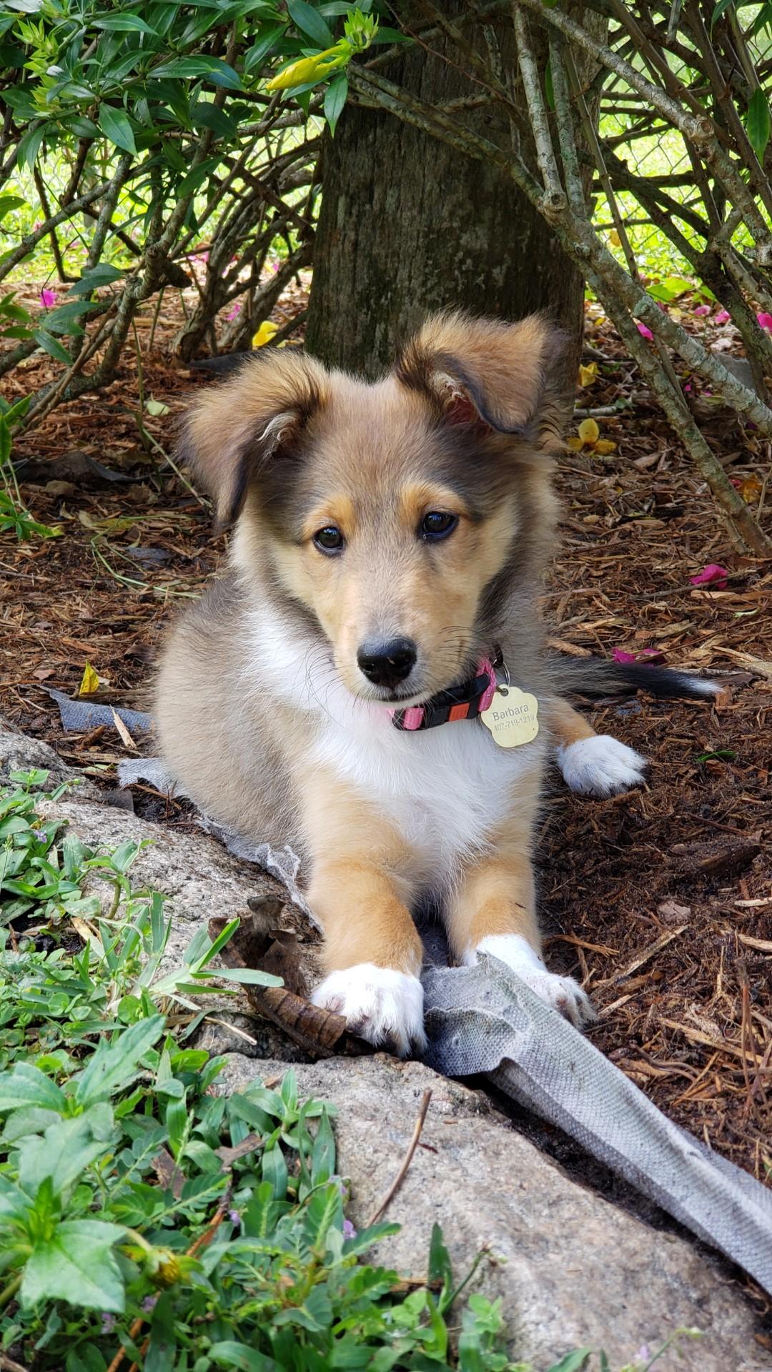 Enlarge Pearl, a Adopted Shetland Sheepdog / Sheltie in Palm Bay, FL image 4/4