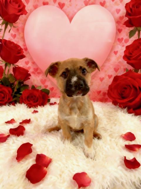 Enlarge Odessa, an adopted mixed breed in Tehachapi, CA image 1/1