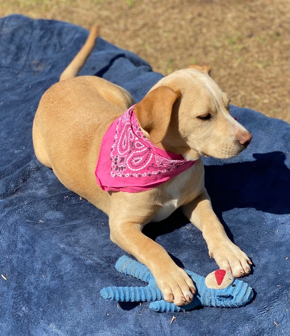 Samantha, a Adoptable mixed breed in Madisonville, TX image 1/17