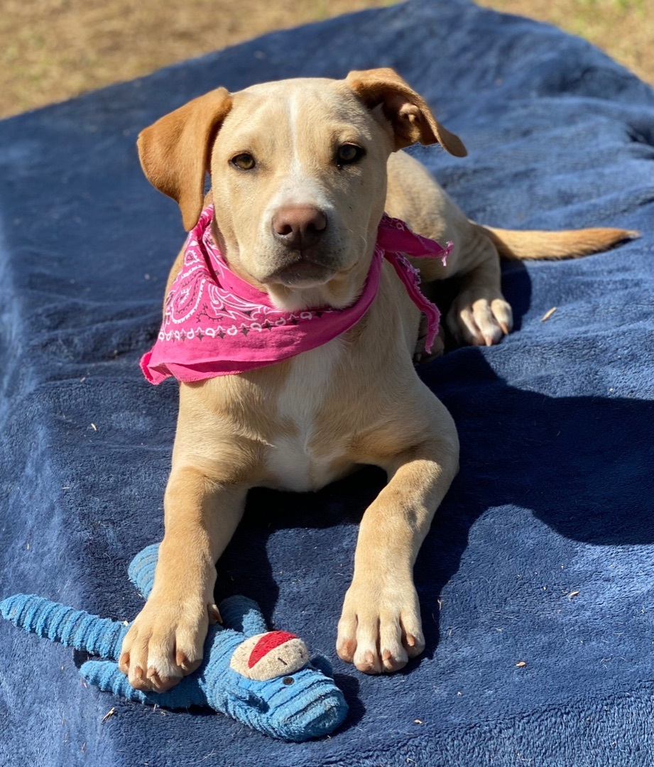 Samantha, a Adoptable mixed breed in Madisonville, TX image 2/17