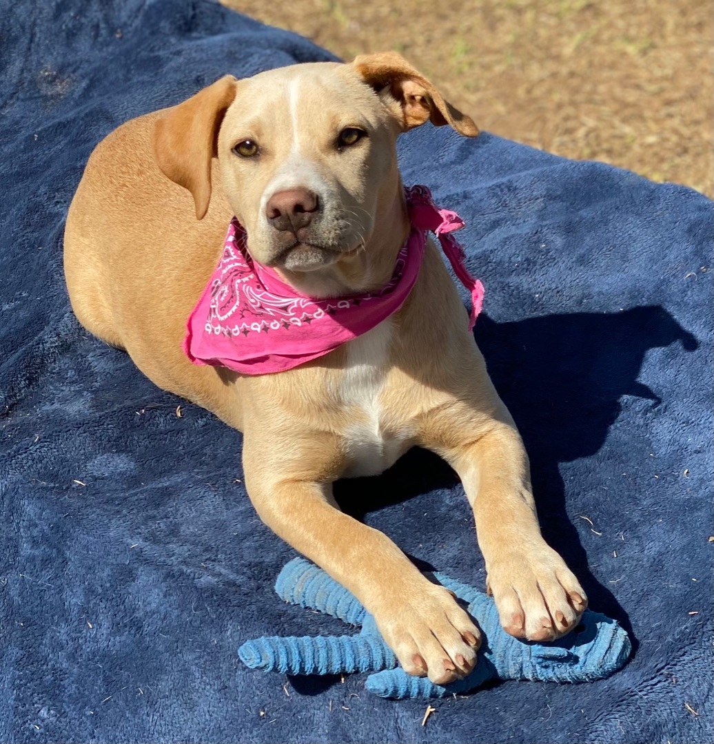 Samantha, a Adoptable mixed breed in Madisonville, TX image 3/17