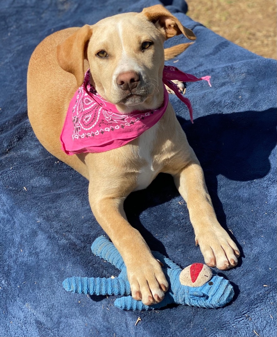 Samantha, a Adoptable mixed breed in Madisonville, TX image 4/17